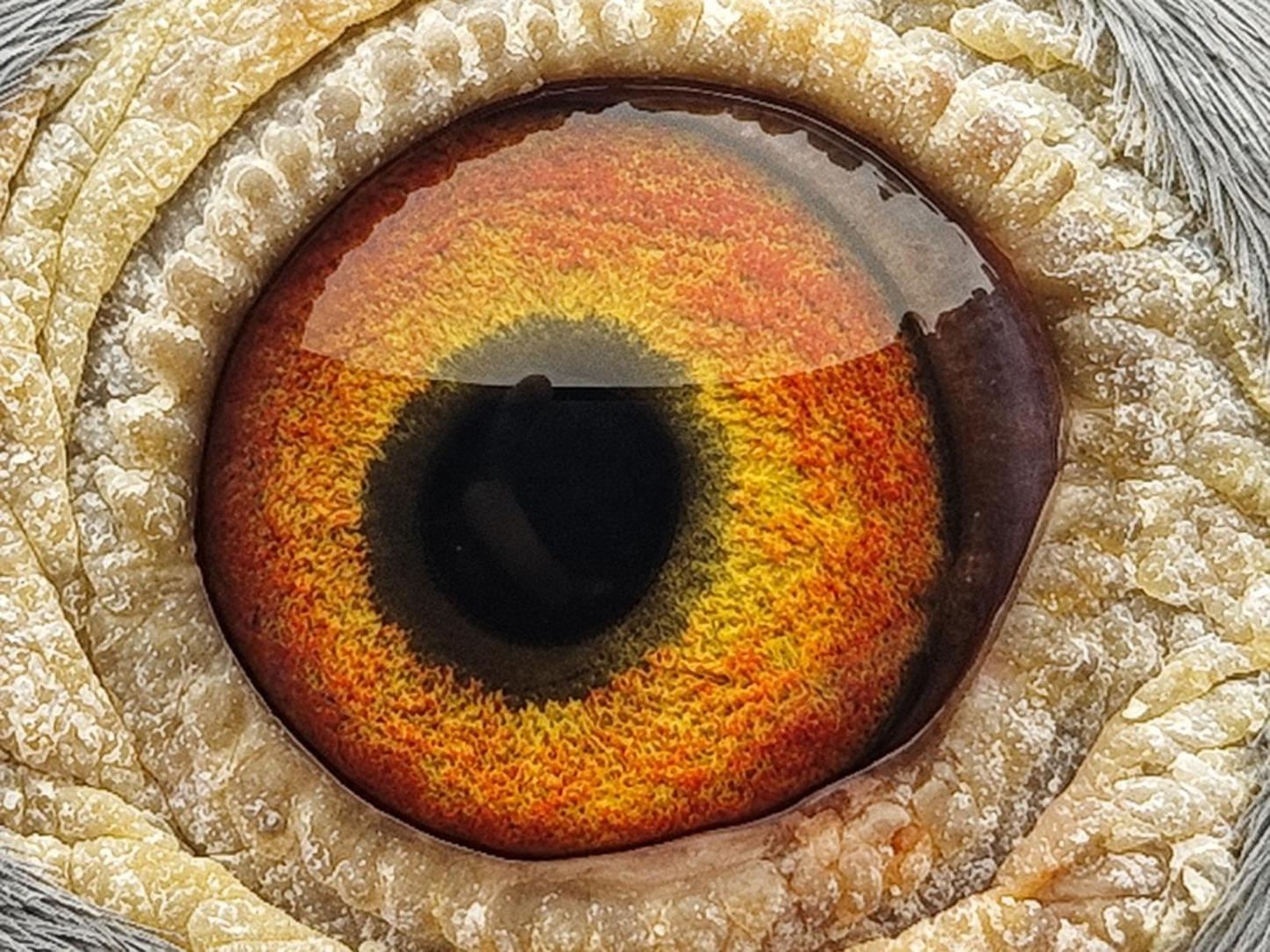 Pigeon eye